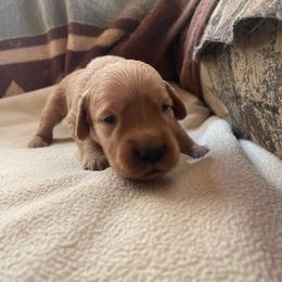 Nova - Golden female Golden Retriever puppy in Wellington, Colorado from High Country Golden Retrievers