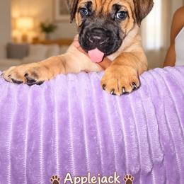 Applejack - Fawn male Cane Corso puppy in Waxahachie, Texas from A&M Kennels