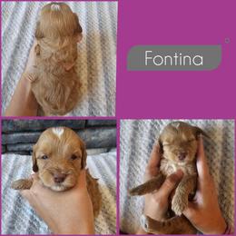 Fontina - Golden female Cockapoo puppy in Zanesville, Ohio from Southtown Doodles LLC