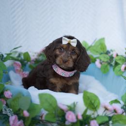 Plum - Chocolate female Cavapoo puppy in Bellingham, Washington from My Sweet Poodles and Doodles