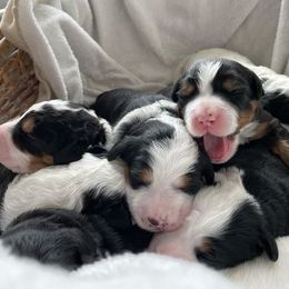 Bernedoodle Puppies from Golden Coast Bernedoodles