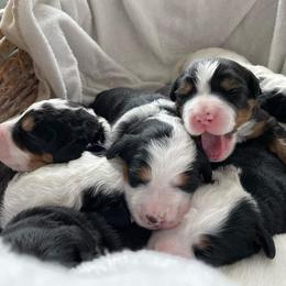 Bernedoodle Puppies from Golden Coast Bernedoodles