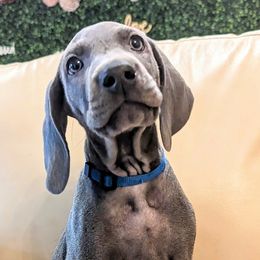 Boy 6 - Blue Weimaraner puppy in Jupiter, Florida from Khepri Weimaraners