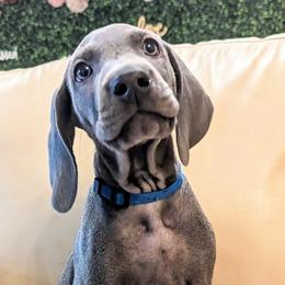 Boy 6 - Blue Weimaraner puppy in Jupiter, Florida from Khepri Weimaraners