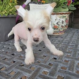 Bella  Long Star Angel ( Reserved) - Cream female Chinese Crested puppy in Amarillo, Texas from Victoria's Chinese Cresteds Long Star Angels