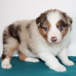 Beam - Red merle female Australian Shepherd puppy in Colorado from Firestone Australian Shepherds
