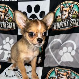 Teddy - Merle male Chihuahua puppy in Palmyra, Indiana from Country Star Chihuahuas