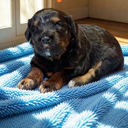 Syrup - Sable male Aussiedoodle puppy in Ellenburg Center, New York from Kristin's Puppies