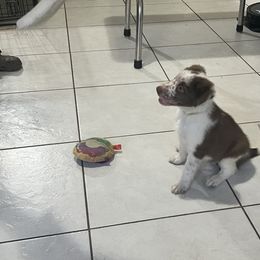 Yellow Boy - White and red male Border Collie puppy in Miami, Florida from A&S Border Collies