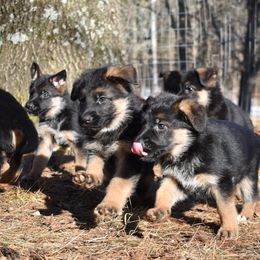 German Shepherd Puppies from Vom Aariz