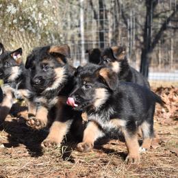 German Shepherd Puppies from Vom Aariz