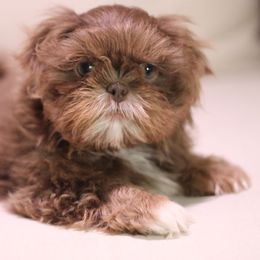 Jack - Shih Tzu