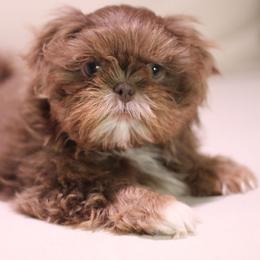 Jack - Shih Tzu