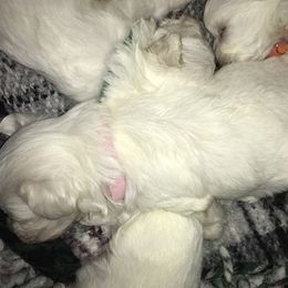 Maltese Puppies from Emotional Amor Support