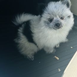 Tinker - Black parti male Pomeranian puppy in Mc Farland, California from O.M.G_POMS