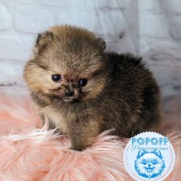 Pomeranian Puppies from Pop Off Pomeranians