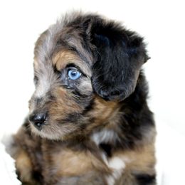 Aussiedoodle Puppies from Aussie Paws