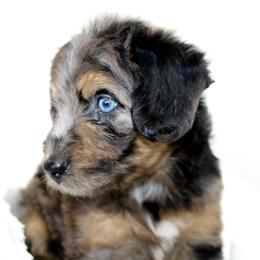 Aussiedoodle Puppies from Aussie Paws