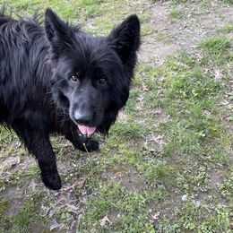 Cheyanne - German Shepherd