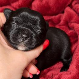 Wednesday AKC - Black and tan female Yorkshire Terrier puppy in Hope, Indiana from DJ Yorkies