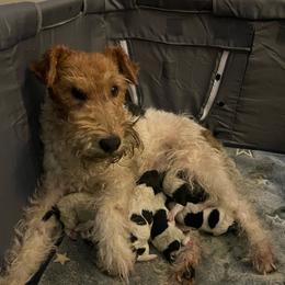 Wire Fox Terrier puppies from Syrayed Farm
