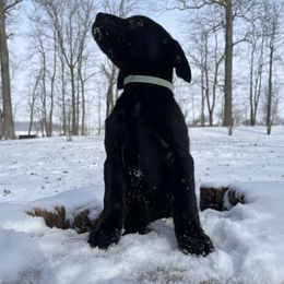 Robbie - Black Labrador Retriever puppy in Alger, Ohio from Osborne Family Retrievers
