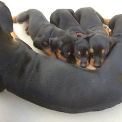 German Pinscher Puppies from LinDee Kennel