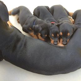 German Pinscher Puppies from LinDee Kennel