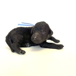 Raven - Black female Goldendoodle puppy in Pulaski, Tennessee from Doodle My Heart