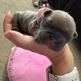 Madonna - Blue fawn female French Bulldog puppy in Spring, Texas from Amanda's French Bulldogs