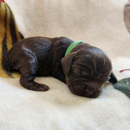 AKC Pig Pen - Sable male Cocker Spaniel puppy in New Market, Tennessee from Down in the Holler