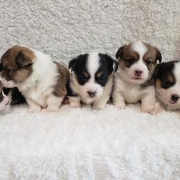 Pembroke Welsh Corgis from Cheryl's Corgis