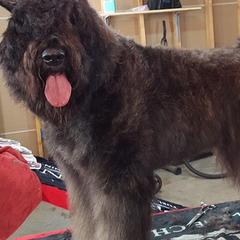 Bouvier des Flandres from Jerrie Thomen