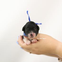 Rocket (Blue Collar Boy) - Black and white male Cavapoo puppy in Republic, Missouri from Red Skye Puppies