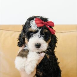 'Mary Ann' Red Collar Female Medium Bernedoodle - Tri-color female Bernedoodle puppy in Kamas, Utah from A + E Farms