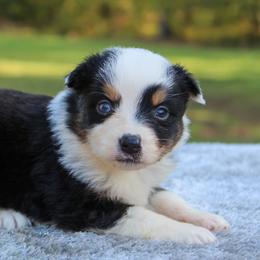 Mazie - Black tri female Miniature Australian Shepherd puppy in Bauxite, Arkansas from J and B Mini Aussies