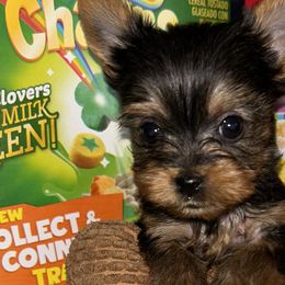 Yorkshire Terriers from SaintNicksWay