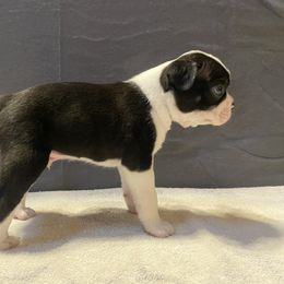 Boston Terrier Puppies from Misty Mountain Boston Terriers