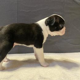 Boston Terrier Puppies from Misty Mountain Boston Terriers