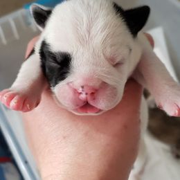 English Bulldog Puppies from Ruza's Bulldogs