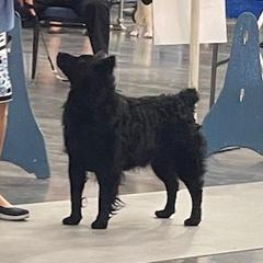 Mara - Croatian Sheepdog