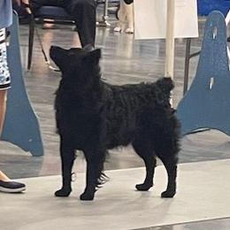 Mara - Croatian Sheepdog