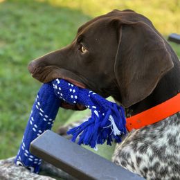 Luca - German Shorthaired Pointer