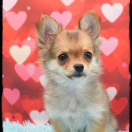 Simba - Fawn male Chihuahua puppy in Demorest, Georgia from Sourpatch Chihuahuas