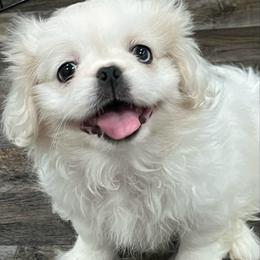 Full AKC - Buttons - Ready Now - White male Pekingese puppy in Hustontown, Pennsylvania from Triple I Pekes