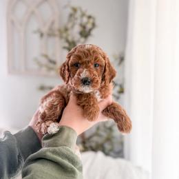 Stone - Red  male Goldendoodle puppy in Greencastle, Indiana from Willow & Co.