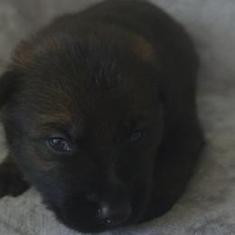 Black Girl - Sable coat - Black female German Shepherd puppy in Elijay, Georgia from Mission K9