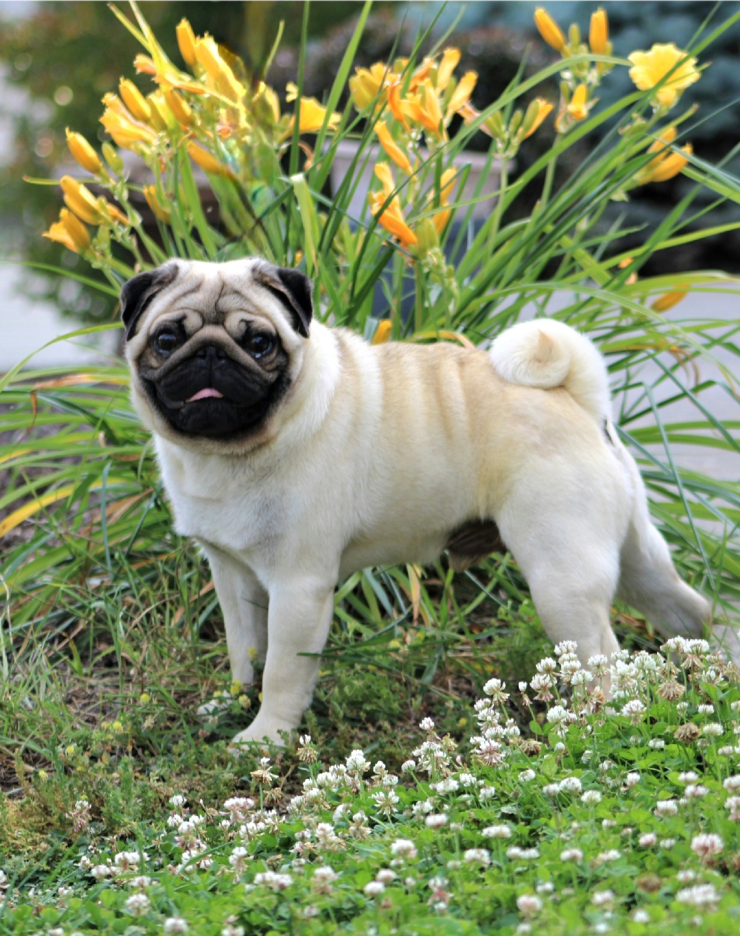Jimmy - Pug