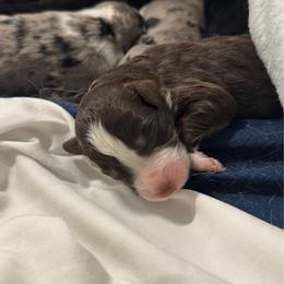 Olive - Brown and white female Aussiedoodle puppy in Hempstead, Texas from Young Gun Aussies