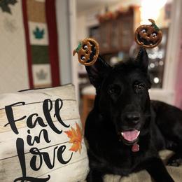 Emma - German Shepherd